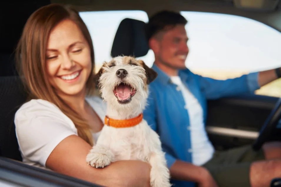 dog back seat carrier