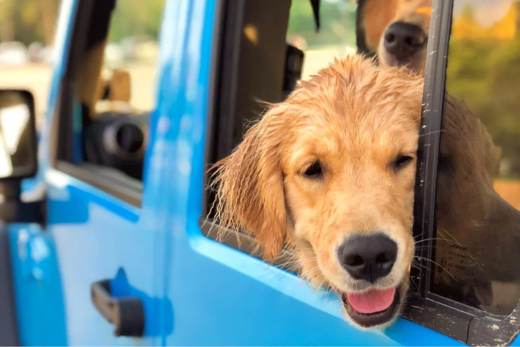 Jeep Wrangler pet seat protector
