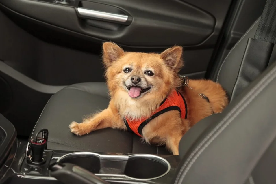 dog back seat carrier