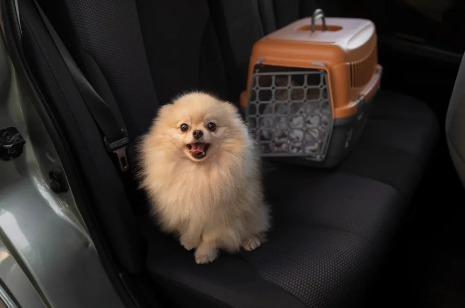 dog car seat pet carrier