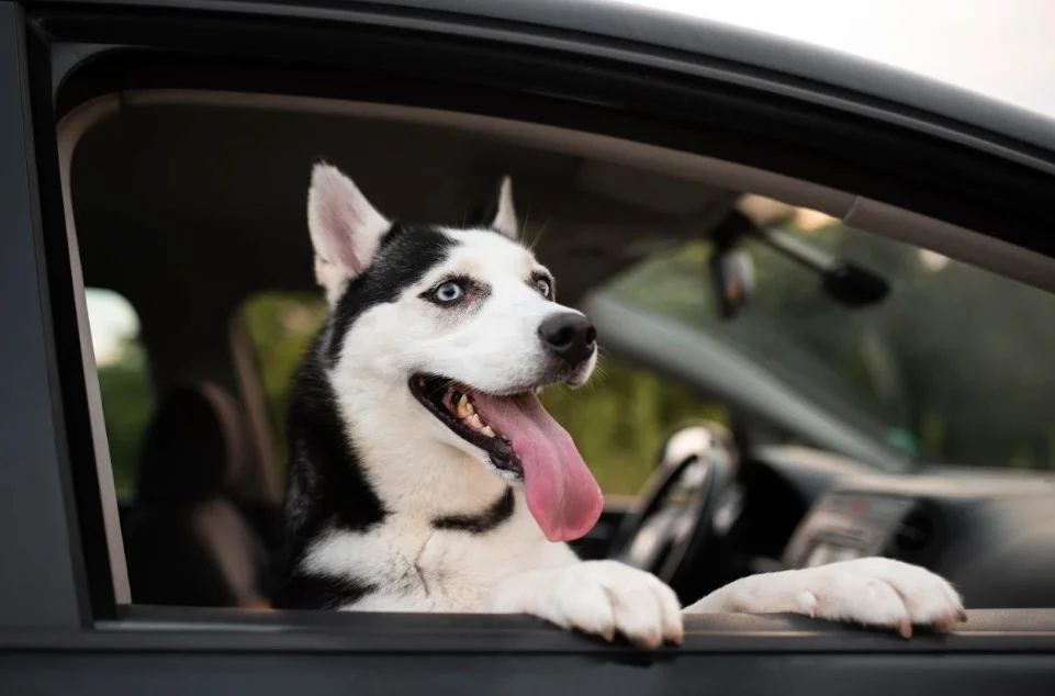 husky seat cover