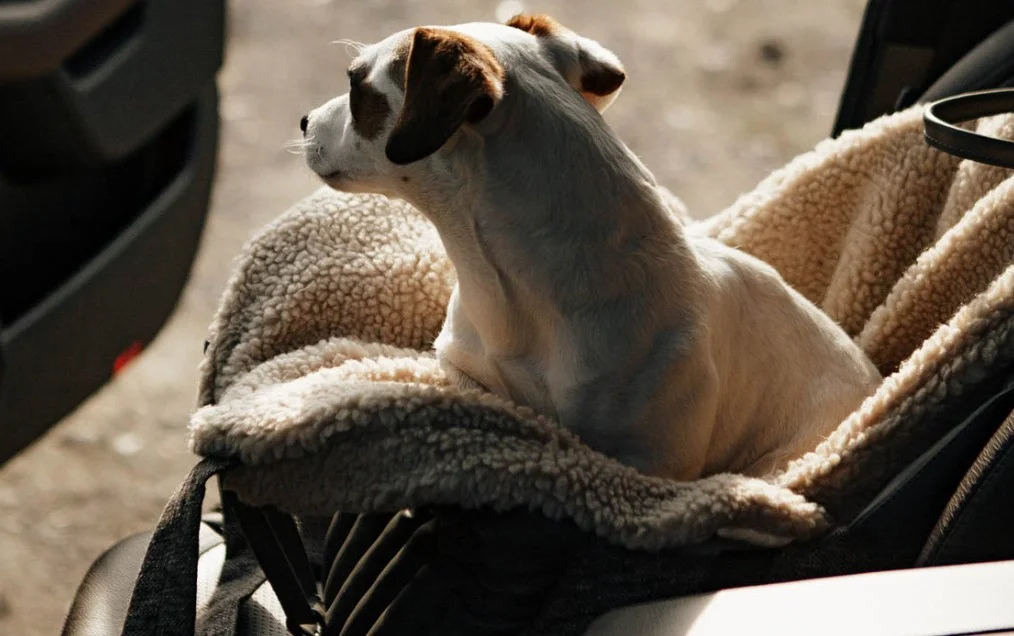 dog back seat carrier