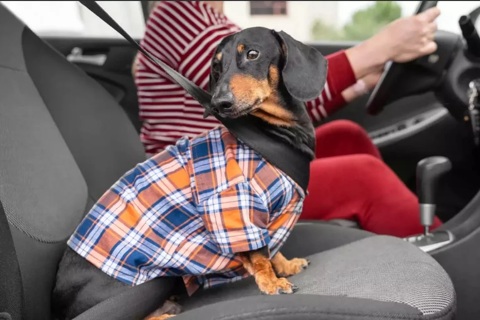 extra small dog car seat