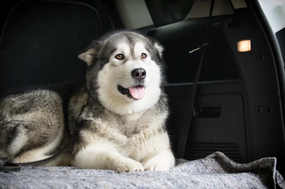 dog car booster seat large