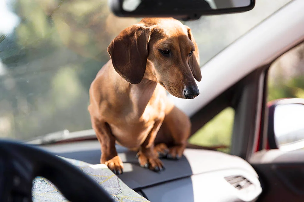 Animal car seat