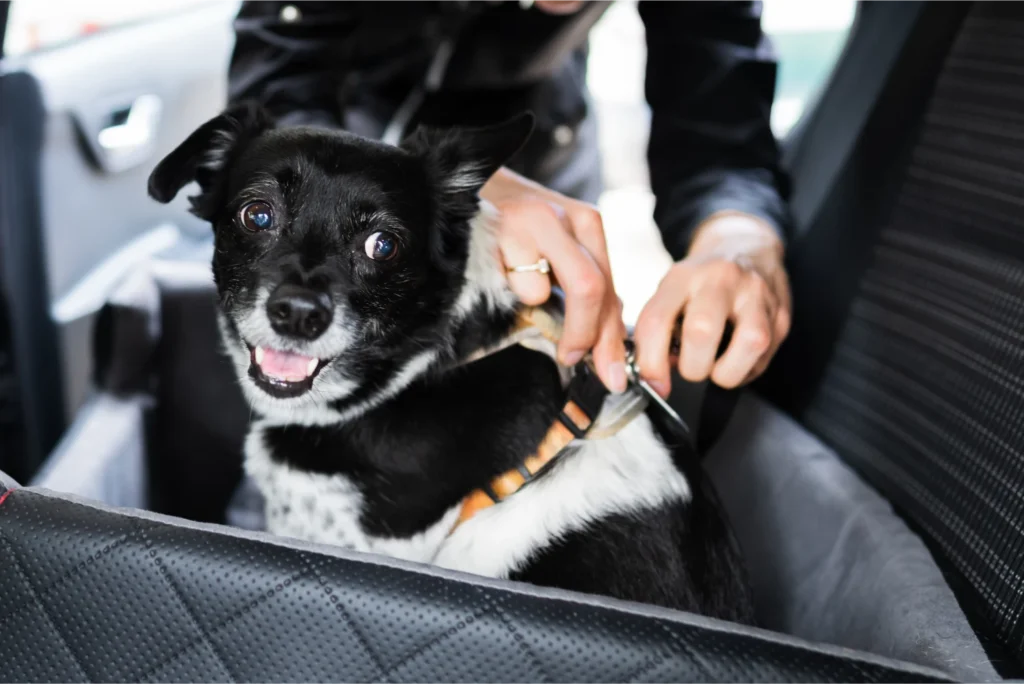 classy pet life seat belt