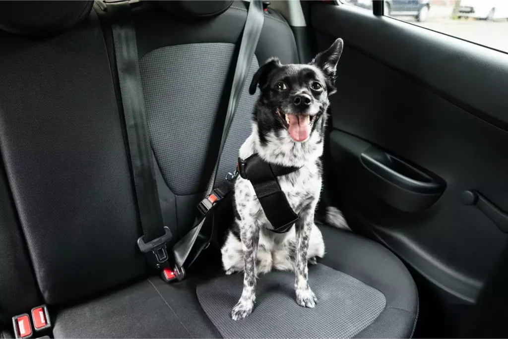 classy pet life seat belt